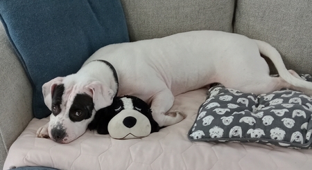 Entry image for Zora. Clicking this image will show a larger photo