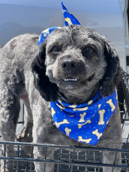 Entry image for Buddy . Clicking this image will show a larger photo