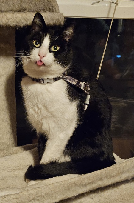 Entry image for Zoro. Clicking this image will show a larger photo