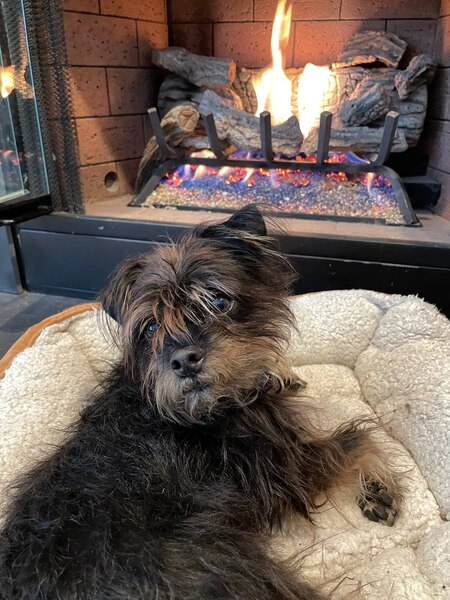 Entry image for Fritz. Clicking this image will show a larger photo