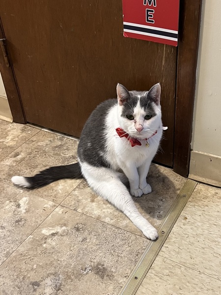 Entry image for Latte. Clicking this image will show a larger photo