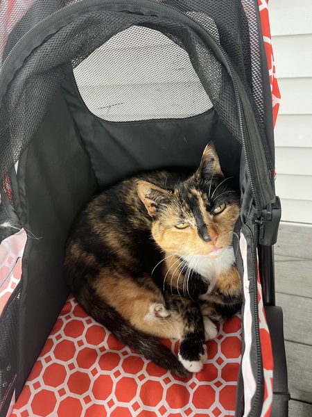 Entry image for Callie . Clicking this image will show a larger photo