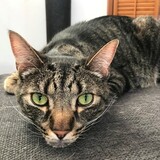 Entry image for Neville