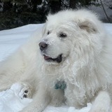 Entry image for Callie