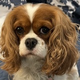 Entry image for Clover