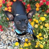 Entry image for Ruth Bader Ginsbark