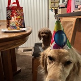 Entry image for Riley 