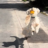 Entry image for Lulu