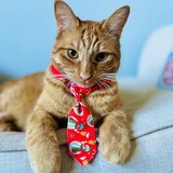 Entry image for Sunkist