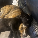 Entry image for Dottie and Taz