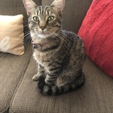 Entry image for Tiger