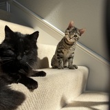 Entry image for Rocky