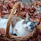 Entry image for Seraphina