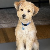 Entry image for Auggie