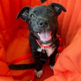 Entry image for Tipper