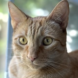 Entry image for Teddy