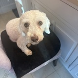 Entry image for Mel P. Johnson 