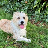 Entry image for Lupini Bean Jones