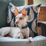 Entry image for Maribou 