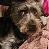 Entry image for Charlie