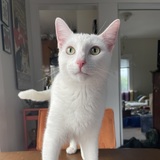 Entry image for Pink