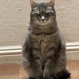 Entry image for Joey