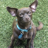 Entry image for Chia 