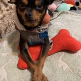 Entry image for POM POM