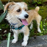 Entry image for Biscotti