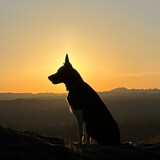 Entry image for Holly