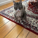 Entry image for Doris Day