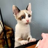 Entry image for Aurora