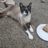 Entry image for Tira Misu