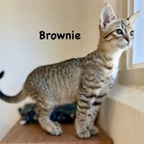 Entry image for Brownie