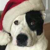 Entry image for Mattie