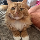 Entry image for Cheddar 