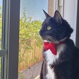 Entry image for Winston