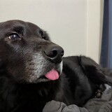 Entry image for Pepper