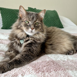 Entry image for Xixias