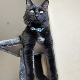 Entry image for Tiye