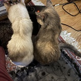 Entry image for Isabel, Smokee