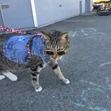 Entry image for Cookie