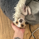 Entry image for Lady 