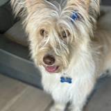 Entry image for Lucy