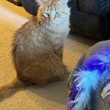 Entry image for Garfield