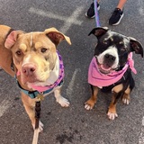 Entry image for Brody & Luna