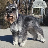 Entry image for Roscoe 