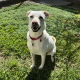 Entry image for Millie