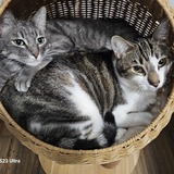 Entry image for Blue and Baxter