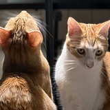 Entry image for Loverboy and Luna